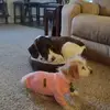 Patti.hogan - @patti.hogan - TikTok