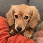 Patty Hooper - @pattycake_thewiener - Instagram
