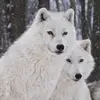 🐺🐺🐺 PatiHusky 🐺🐺🐺 - @patihusky27 - TikTok
