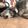 Patty The Husky - @pattythehusky - TikTok