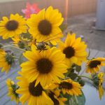 Patti Iverson - @patti.iver - Instagram