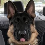 Patti Lester - @bandlpets - Instagram