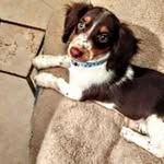 Patti Mack - @doxiespatti - Instagram