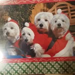 Patti Moran - @4westie.mom - Instagram