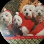 Patti Moran - @4westie.mom_ - Instagram
