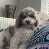 pattimorgan456 - @pattimorgan456 - TikTok