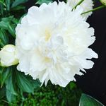 Patti Morrison - @morrisontouch - Instagram