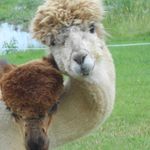 Patti Motter - @pattimotter - Instagram