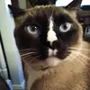 patsy peeples - @patsy.peeples - TikTok