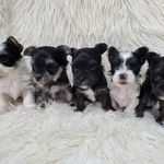 Patti Backus Reeves - @backusreeves - Instagram