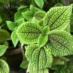 Patti Richards - @happyplantfarm - Instagram