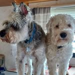 Patti Ritter - @pati2pup - Instagram