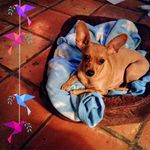 Patti Rocha Craig - @shinyang50 - Instagram