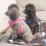 Patti&Rock'n - @cherrypumpkin777 - Instagram