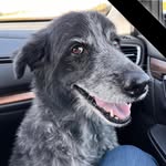 Patty Rock - @pattyrock7535 - Instagram