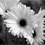Patti Rosenberg - Facebook