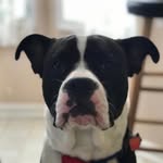Patti Rowan - @life_of_cooper_pattiarowan - Instagram