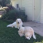 Patti Mills-Roy - @pattimillsroy - Instagram