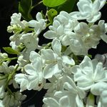 Patty Samuelson - @patty64.pjs - Instagram