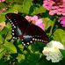 Patti Sapp - Facebook