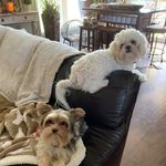 Patti Schultz - @pattischultz5 - Instagram