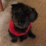 Patti Sharp - @scoutplms - Instagram