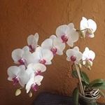 Patti Stone - @pstonefla1 - Instagram