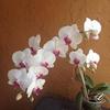 pattistone6463 - @pattistone6463 - TikTok