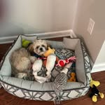 Patty Westerman - @shameock - Instagram