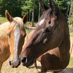 Patty Wiley Hart - @pattywileyhart - Instagram