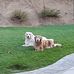 Patti Dickerson-Willard - Facebook