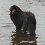 Patti Winger - @wingernewfoundlands1 - Instagram
