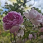 Patty Ames - @patricia.ames.98 - Instagram