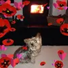 Patricia Baber960 - @pattiebaber - TikTok