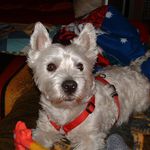 Patty Baier - @westiepatty - Instagram