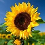 Patty Barker - @pattyo_gardens - Instagram
