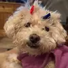 pattybarlowreed - @pattybarlowreed - TikTok