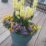 Patty Barnes - @patty.barnes.503 - Instagram