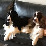 Patty Barron - @rocky_and_jack_chronicals - Instagram