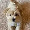 pattybauer197 - @pattybauer197 - TikTok
