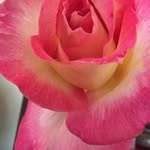 Patti Bearden - @pabearden53 - Instagram