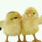 Patty Blanchard - @silveradosky - Instagram