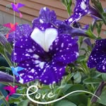 Patty Blanchard - @pattyblan - Instagram