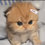 patty boyd - @itsyourpawfs - Instagram