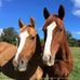 Patty Brock - Facebook