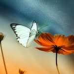 Patty Christopher - @tigger5961 - Instagram