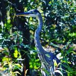 Patti Foster Clapper - @lglduck - Instagram