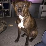 Patty Coates - @bacsprice - Instagram