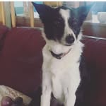 Border Collie+patterdale - @collie_kez_connie_patty - Instagram