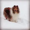 Patty’sCollies - @pattyscollies - TikTok